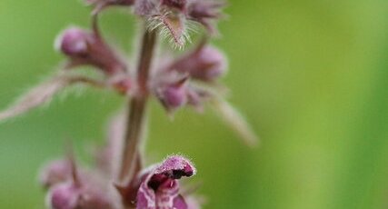 Fleur d'Epiaire des bois