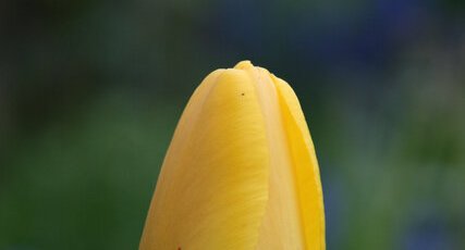 Tulipe jaune