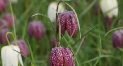 Fritillaire pintade