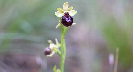 Ophrys araignée