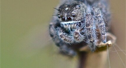 Phidippus purpuratus (2)