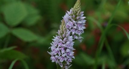 Dactylorhiza maculata