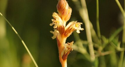 Grande orobanche - sous réserve