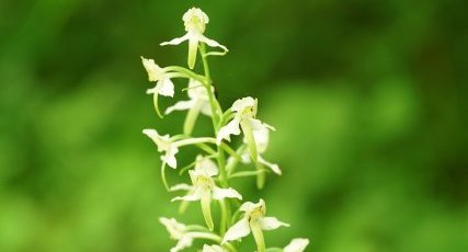 Orchis verdâtre