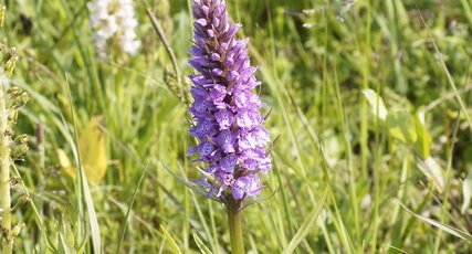 Orchis de fuchs - sous réserve