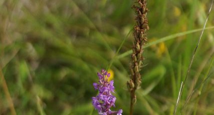 Orchis moustique