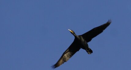 Grand cormoran - Phalacrocorax carbo