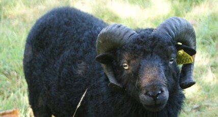 Pépère, le mouton d'Ouessant