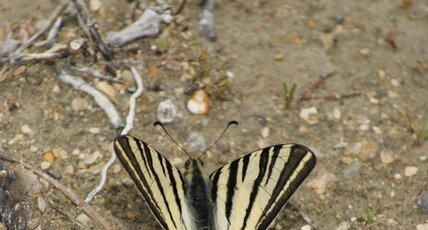 Papillon flambé