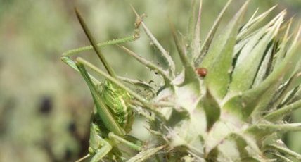 Phanéroptère liliacé