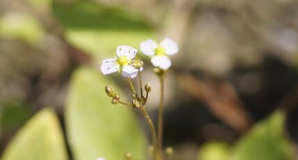 Fleur de Plantain d'eau