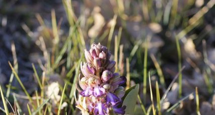 Orchis à grandes bractées