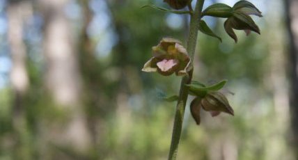 Epipactis helleborine