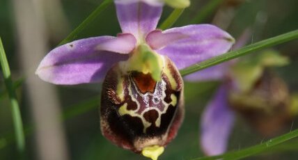 Ophrys frelon