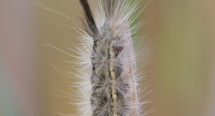 Chenille du Bombyx étoilé - sous réserve