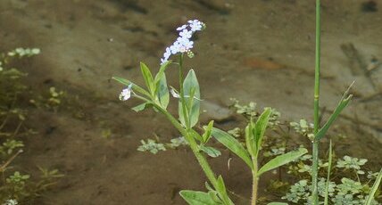 Myosotis sp.