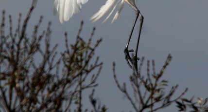 Grande aigrette