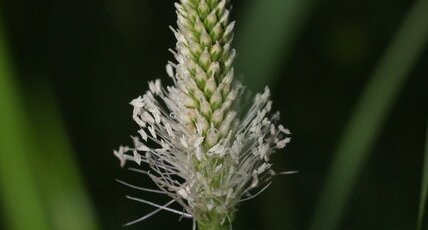 Fleur de plantain