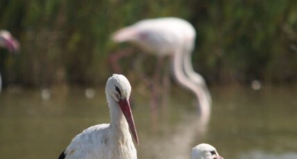 Cigogne blanche