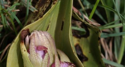 Eclosion d'une himantoglossum