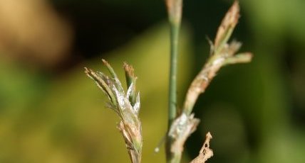 Gastrophysa polygoni