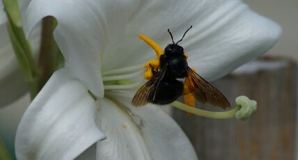 ABEILLE CHARPENTIERE