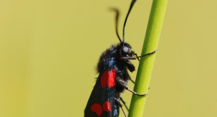 La Zygène des prés, Zygaena trifolii (Esper, 1783)