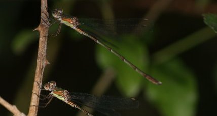 Lestes viridis