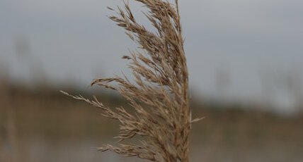 Phragmite