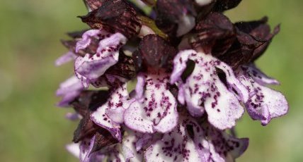 Orchis pourpre