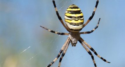 Argiope fasciée