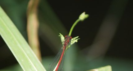 Agrion sanglant