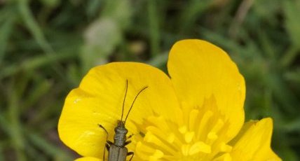 Oedomère sp. sur fleur de renoncule