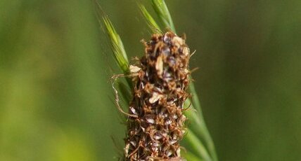 Coriomeris denticulatus - sous réserve