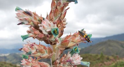 Scarabé sur plante