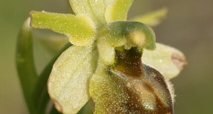 Ophrys verdissant