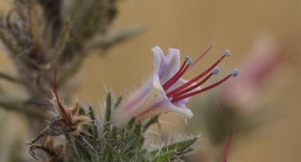 Vipérine des Pyrénées - la fleur