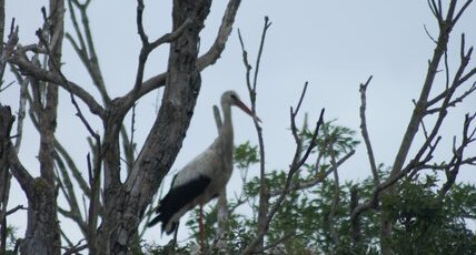 Cigogne