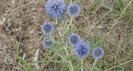 Echinops ritro