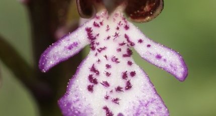 Orchis pourpre