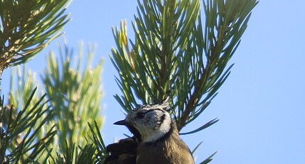 Mésange huppée