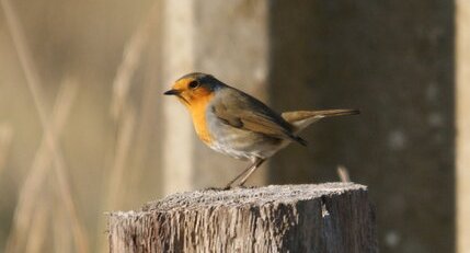 Rouge-gorge familier