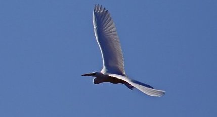 Grande aigrette