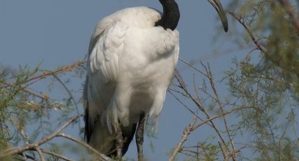 Ibis sacré