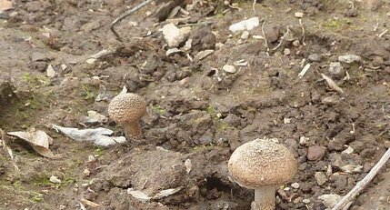 Champignons