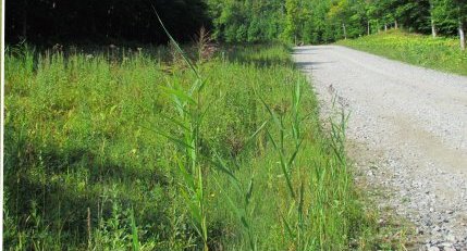 Phragmite australe