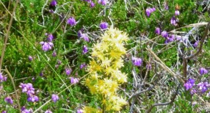 Millepertuis perforé (hypericum perforatum)