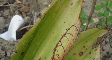 Fruit du muguet.