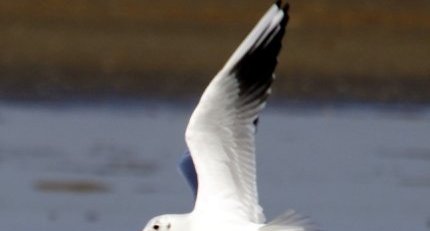 Mouette rieuse