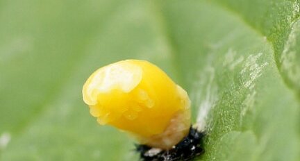 Métamorphose de larve de Coccinelle